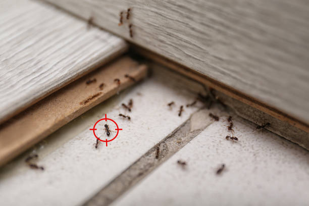 Best Residential Pest Control  in Wardsville, MO