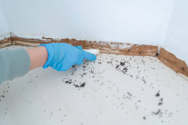 Best Mosquito Control Services  in Wardsville, MO